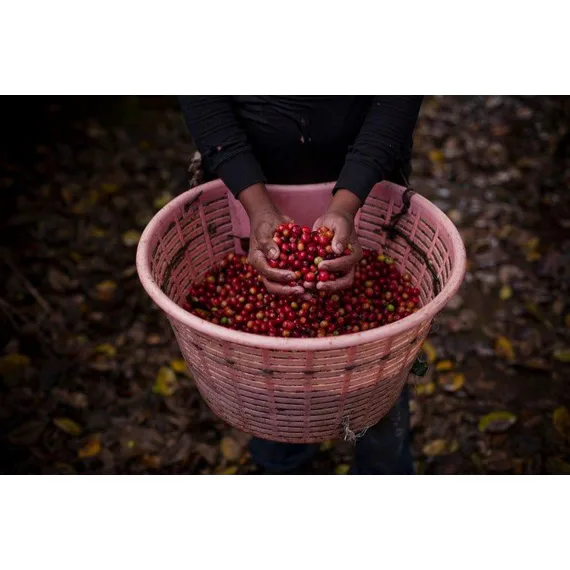 Hacienda Sonora, 1000g